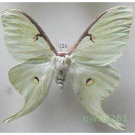Actias luna (Linnaeus, 1758) male ex. ovo Canada 80mm12k